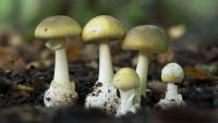 जङ्गली च्याउ सेवनले दुई बालबालिकाको ज्यान गयो