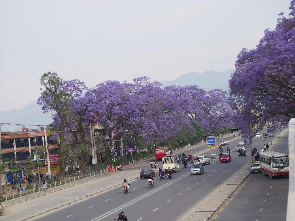 ललितपुर महानगरद्वारा जाकाराण्डा फूलको संरक्षण