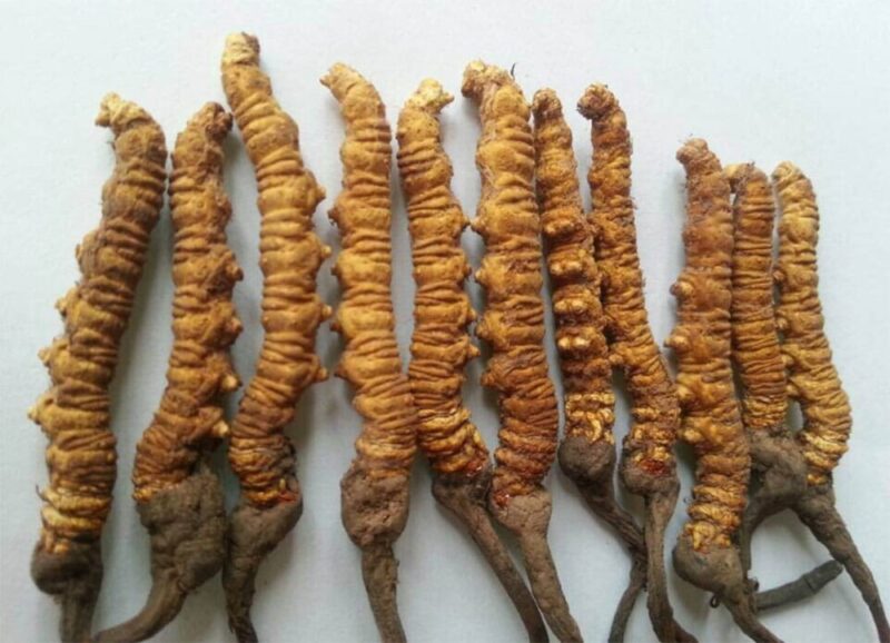 यार्सा गुम्बा निर्यातमा गिरावट