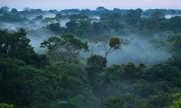 सामुदायिक वन व्यवस्थापनमा  जुट्दै स्थानीय सरकार