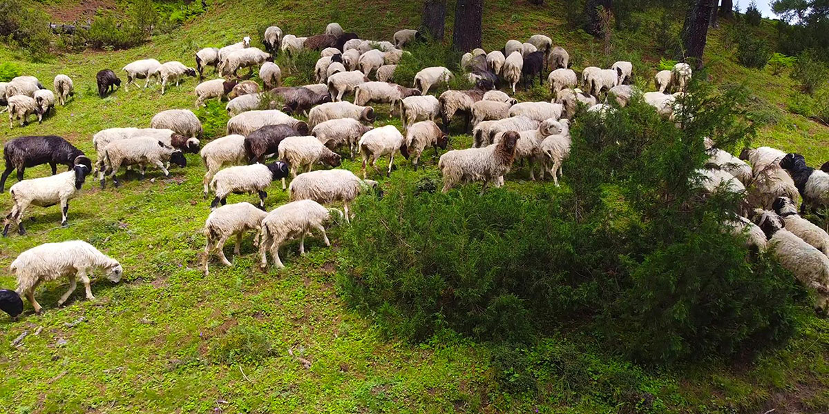 जुम्लामा भेडापालक किसानलाई गोठालो भत्ता