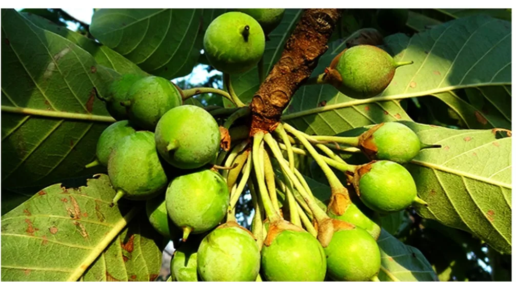 प्रधानमन्त्रीलाई चेपाङ समुदायबाट चिउरी उपहार