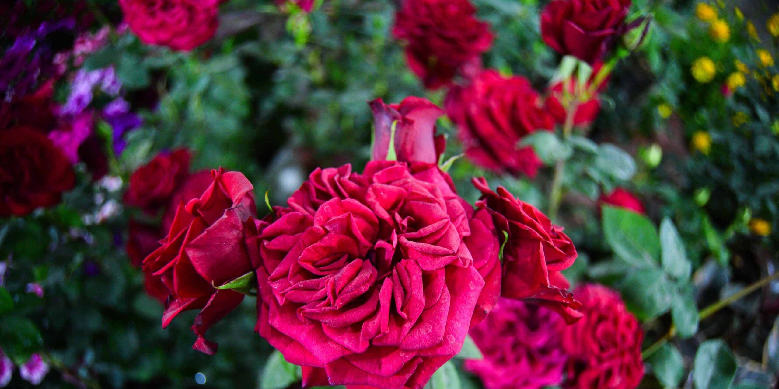 फूल आयात घट्दा निर्यात बढ्यो, स्वदेशी उत्पादनमा चासो बढ्दै