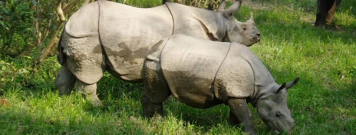 आठ महिनामा २० वटा गैँडा मृत भेटिए