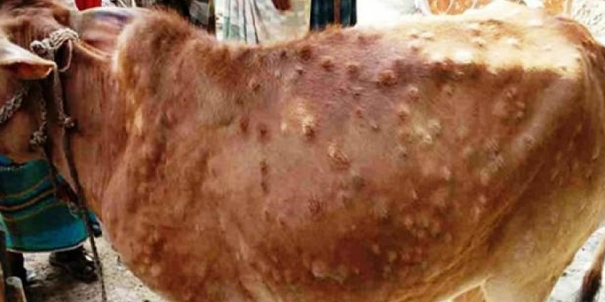 झापामा लम्पी स्किनको प्रकोप: १० हजारभन्दा बढी पशु संक्रमित