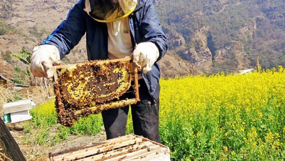 जुम्लामा मह उत्पादनको तथ्याङ्क सङ्कलन गरिने