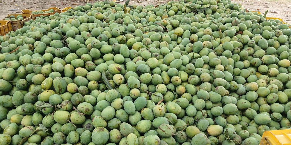 भोलिदेखि ‘नेपाल म्याङ्गो फेस्ट’ महोत्सव हुने