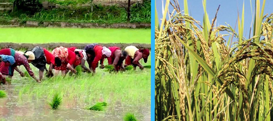  जुम्लाका किसान मार्सीधान रोपाइँमा व्यस्त