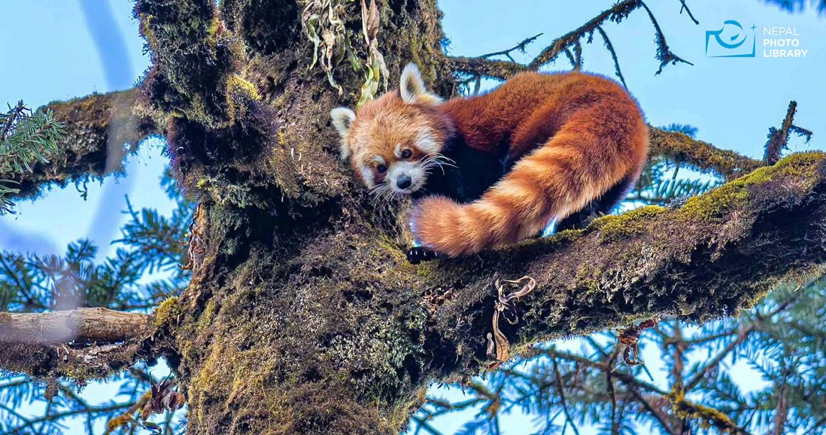 भोजपुरमा लोपोन्मुख हाब्रे ‘रेडपाण्डा’ संरक्षण अभियान सुरु