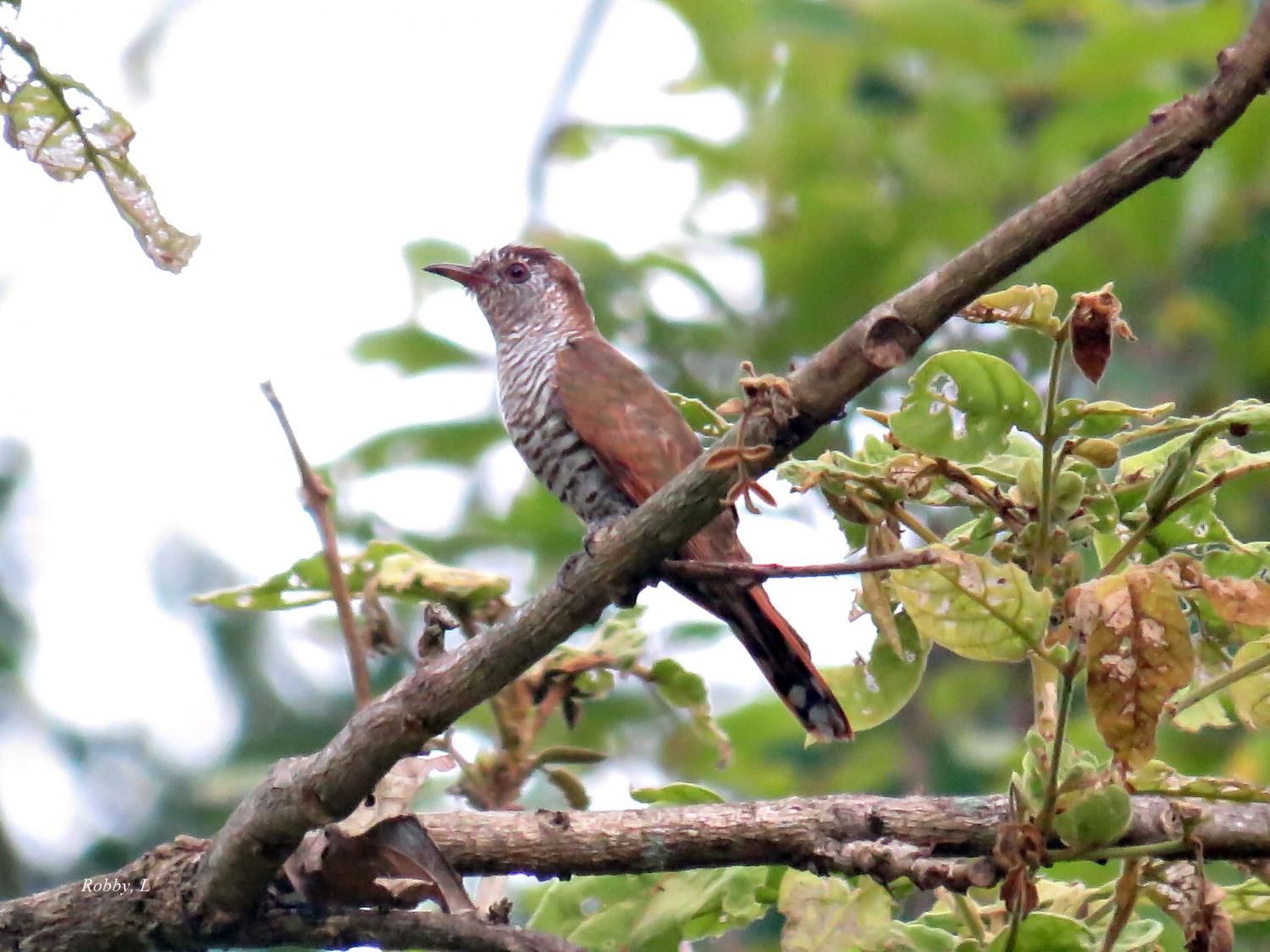 सुखानी वन क्षेत्रमा ‘बेजनी कोइली’ चरा  भेटियो