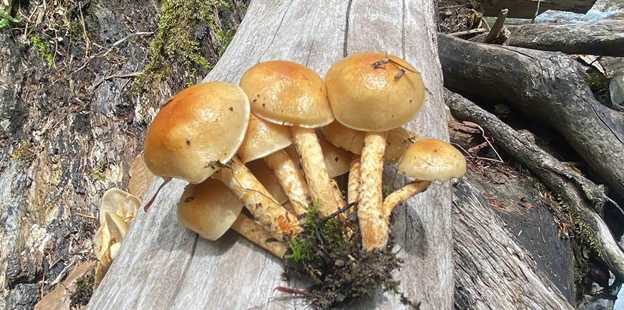 रुकुमपूर्वमा विषालु च्याउ खाएर बिरामी भएकी थप एक बालिकाको मृत्यु