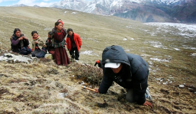 मुगुम कार्मारोङमा बहुमूल्य जडिबुटी यार्सागुम्बा सङ्कलन याम सुरु