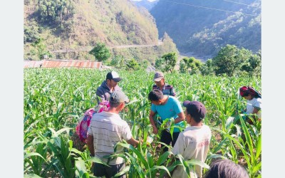 फौजी कीराले मकै सखाप बनाउँदै, विषादीको हाहाकार