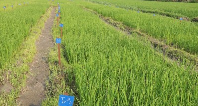 मनहरीमा विभिन्न छ प्रजातिका चैतेधानको परीक्षण