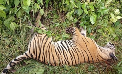 पर्सा राष्ट्रिय निकुञ्ज नजिकै पाटे बाघको शव फेला