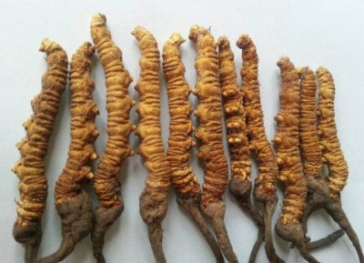 यार्सा गुम्बा निर्यातमा गिरावट