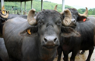 भैँसीमा नश्ल सुधार गर्न मुर्राको कृत्रिम गर्भाधान सुरु