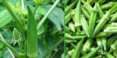 भिण्डीसँग यी खानेकुरा मिलाउँदा हुन सक्छ स्वास्थ्यमा असर