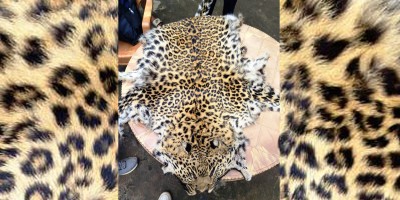 चितुवाको छालासहित एक जना पक्राउ