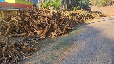 जाजरकोटका सामुदायिक वनहरुमा अनियन्त्रित वन फँडानी