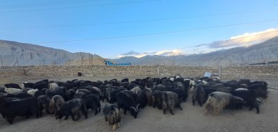 चराङमा स्थानीय उपभोक्ता समितिमार्फत च्याङ्ग्रा फार्म सञ्चालन