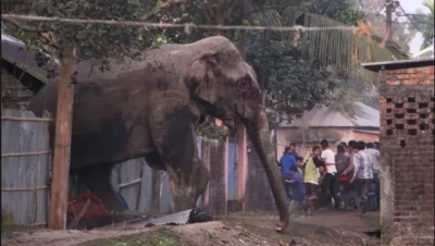 झापामा जङ्गली हात्तीद्वारा तीन घरमा क्षति