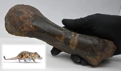 Scientists find 74-million-year-old mammal fossil in Chile