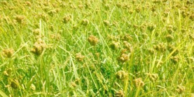 विद्यालय दिवा खाजामा कोदोका परिकार अनिवार्य