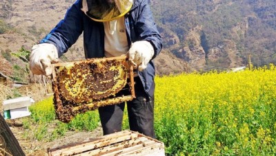 जुम्लामा मह उत्पादनको तथ्याङ्क सङ्कलन गरिने