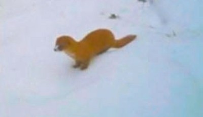 जाजरकोटमा साइबेरियाली मलसाँप्रो सूचीकृत