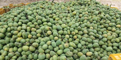 भोलिदेखि ‘नेपाल म्याङ्गो फेस्ट’ महोत्सव हुने