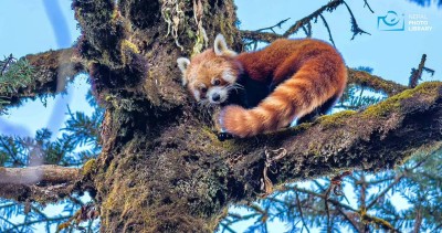 भोजपुरमा लोपोन्मुख हाब्रे ‘रेडपाण्डा’ संरक्षण अभियान सुरु