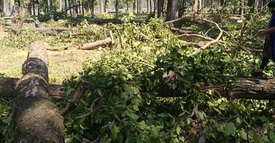 मूलपानी–भुरीगाउँ सडकखण्डको रुख कटान प्रक्रिया सुरु