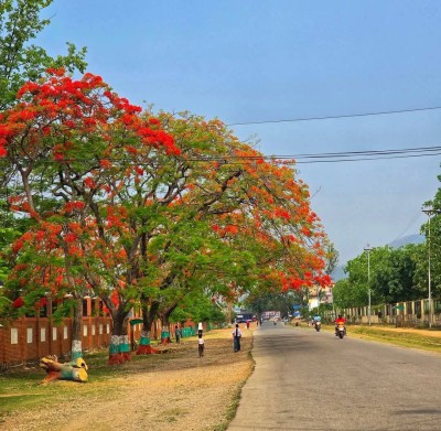 वीरेन्द्रनगर सडक छेउमा ढकमक्क फूलेका गुलमोहर 