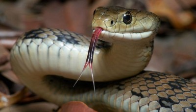 सर्पको टोकाइले ४३ को मृत्यु