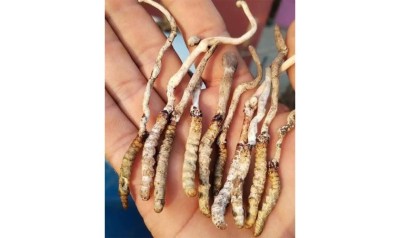 पाल्पाको रिमिघा लेकमा यार्सागुम्बा फेला