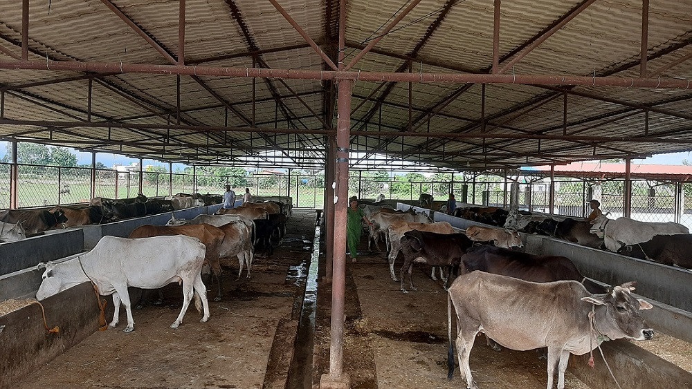 छाडा चौपाया व्यवस्थापन गर्दै आम्दानीको बाटोमा गौशाला