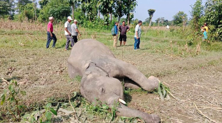 एकै दिन दुई हात्ती मृत फेला, कारण अज्ञात