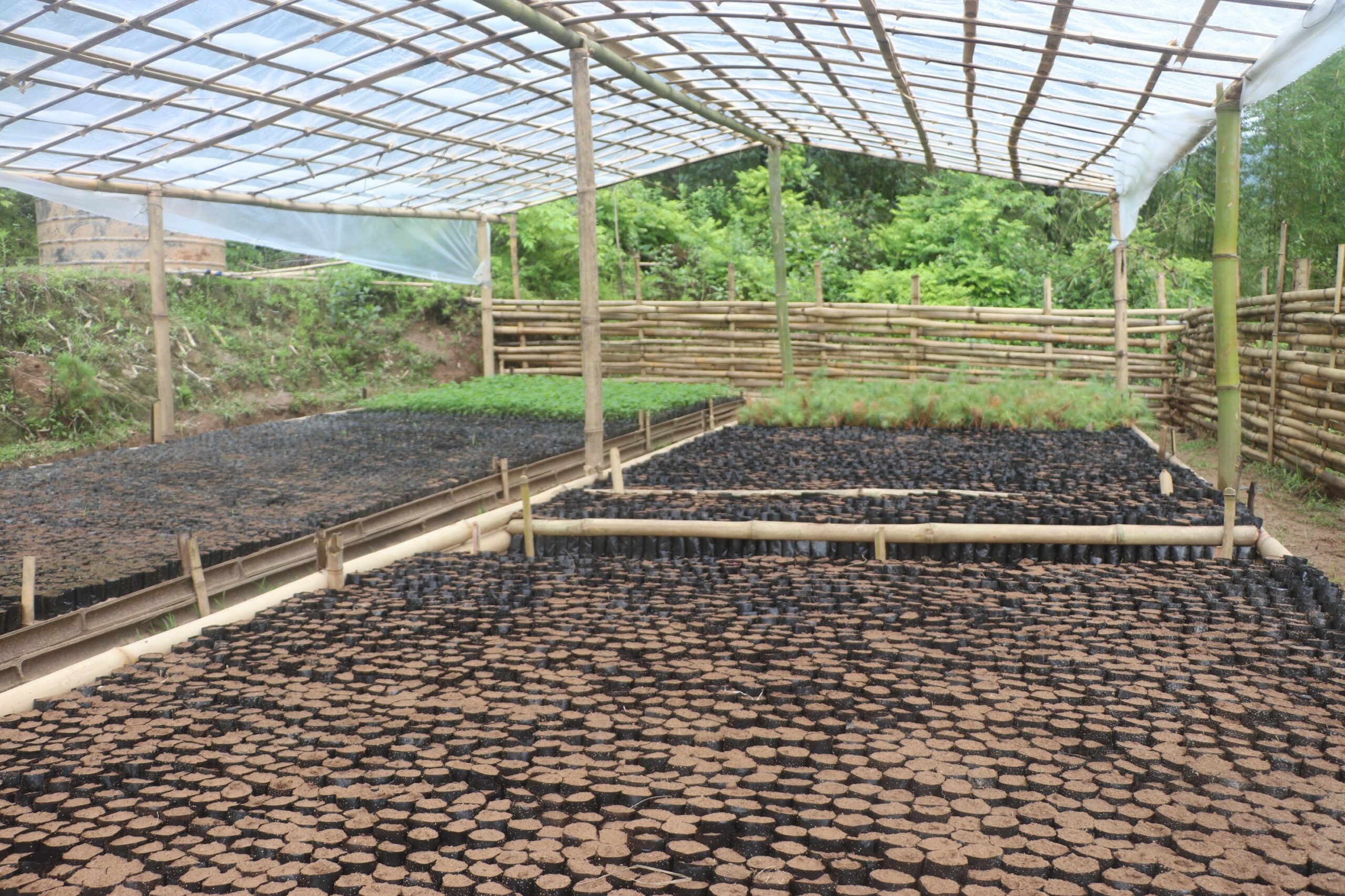 भोजपुरका दुई सामुदायिक वनमा नर्सरी स्थापना