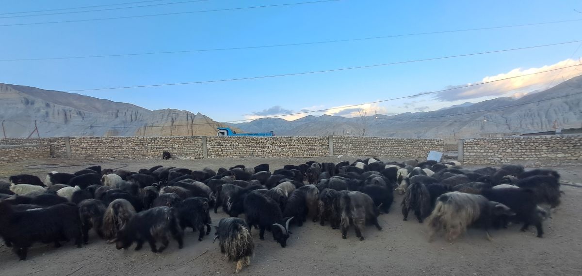 चराङमा स्थानीय उपभोक्ता समितिमार्फत च्याङ्ग्रा फार्म सञ्चालन