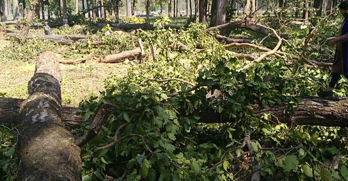 मूलपानी–भुरीगाउँ सडकखण्डको रुख कटान प्रक्रिया सुरु