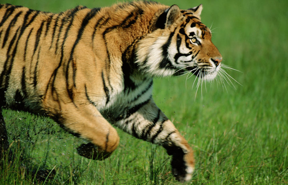 मनहरिमा बाघको आक्रमणबाट एक जनाको मृत्यु