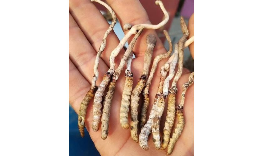 पाल्पाको रिमिघा लेकमा यार्सागुम्बा फेला